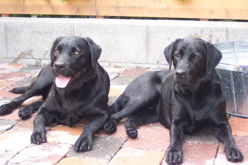 Retriever-Show+Arbeit